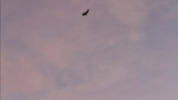 a short video of a bird being static and then flying away. afterwards the words don't rest, narrate appear. Artist  Eva Funk