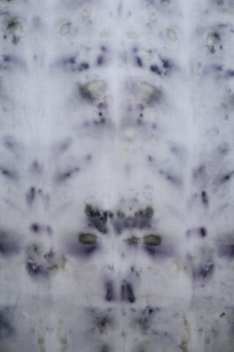 Detail Artwork Lucid Dreaming Pigeon by Eva Funk Artist  Eva Funk