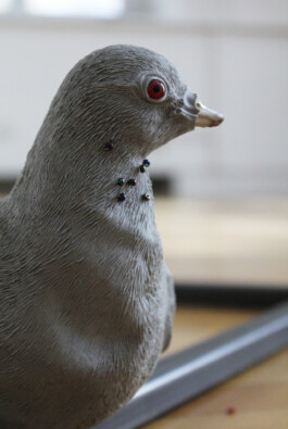 Detail Pigeon Baby by Eva Funk Artist  Eva Funk