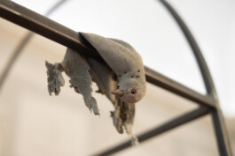 Installationview Nische Artwork Golumben by Eva Funk Artist  Eva Funk