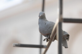 Installationview Nische by Eva Funk Pigeon Baby Artist  Eva Funk